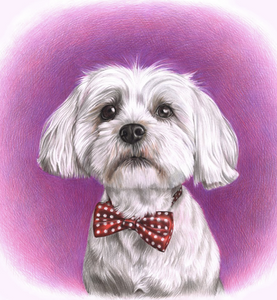 Colour pet portrait with pattern background - Dog drawn with bow tie - drawings and portraits from your photos - drawking.com - Drawking